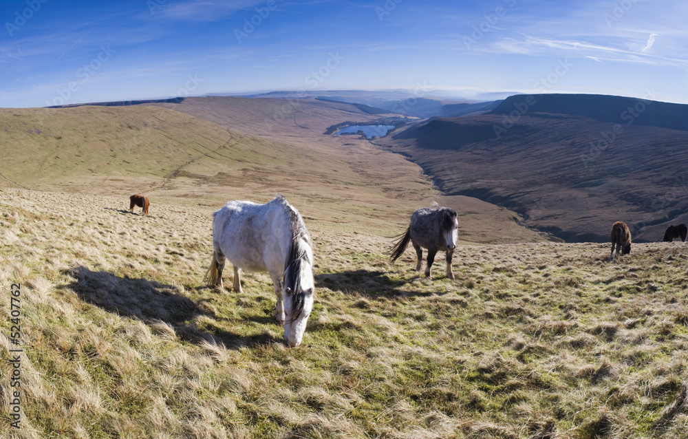 Obraz premium Wild horses and mountain scenic.