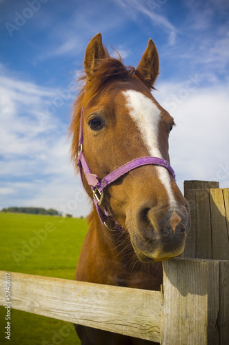 Healthy horse portrait