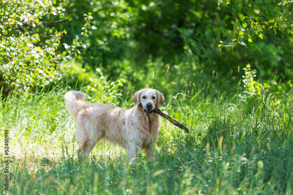 Retriver