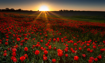 Papier peint photo Coquelicots Étendue rouge de coquelicots sauvages  © Alexandr Vlassyuk