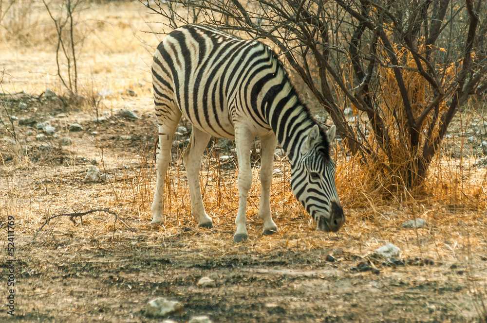 Obraz premium Plains Zebra