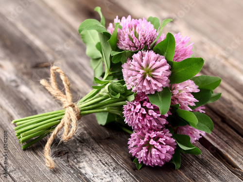 Red clover