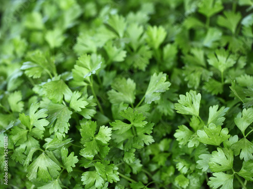 Young parsley