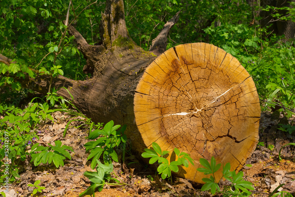 tree log in a forest