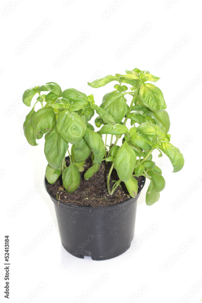 basilic basilic