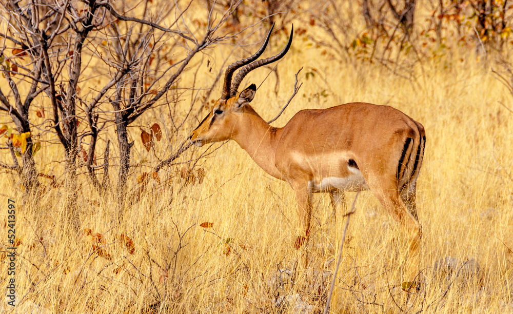 Naklejka premium Antelope