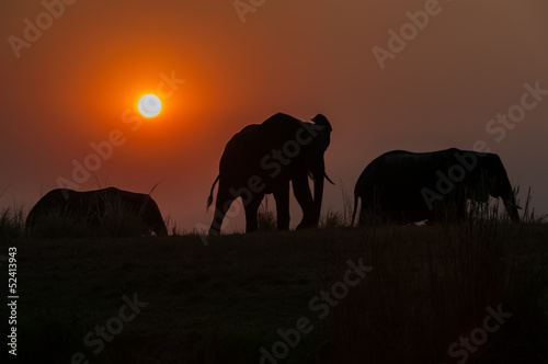 Evening Elephants