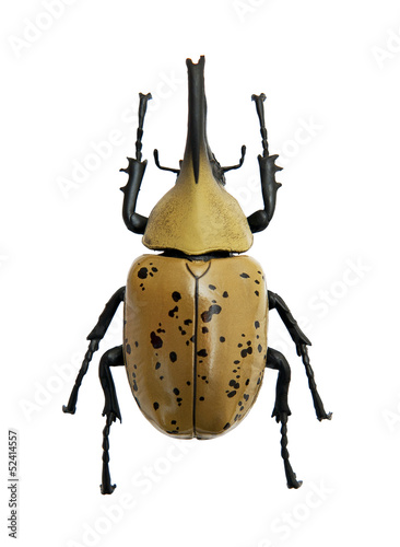 Beetle Dynastes granti