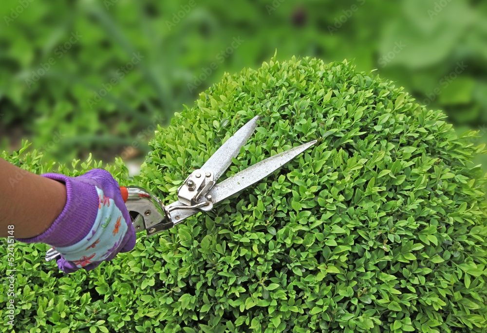 Fototapeta premium taille d'unbuxus en boule