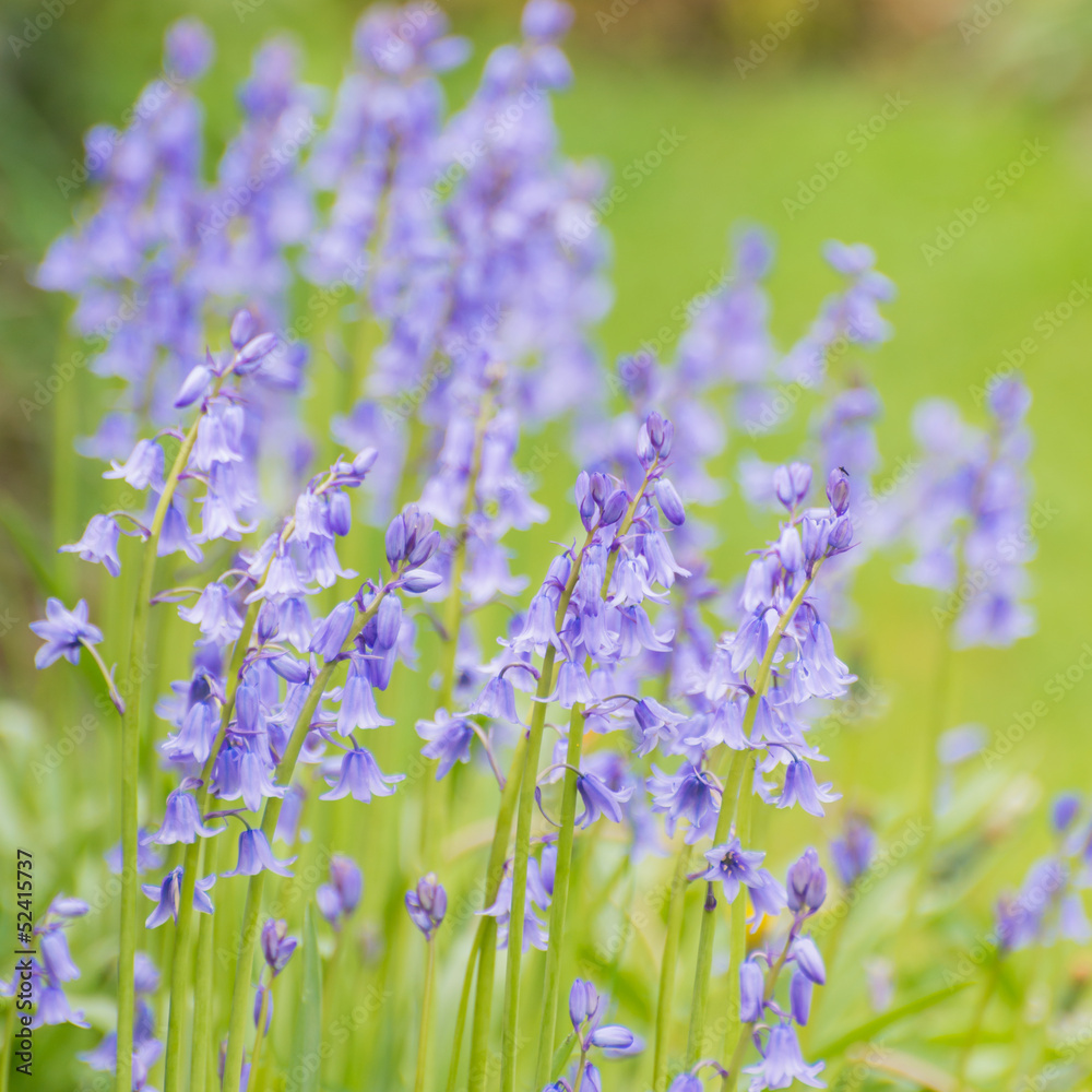 Obraz premium Bluebells