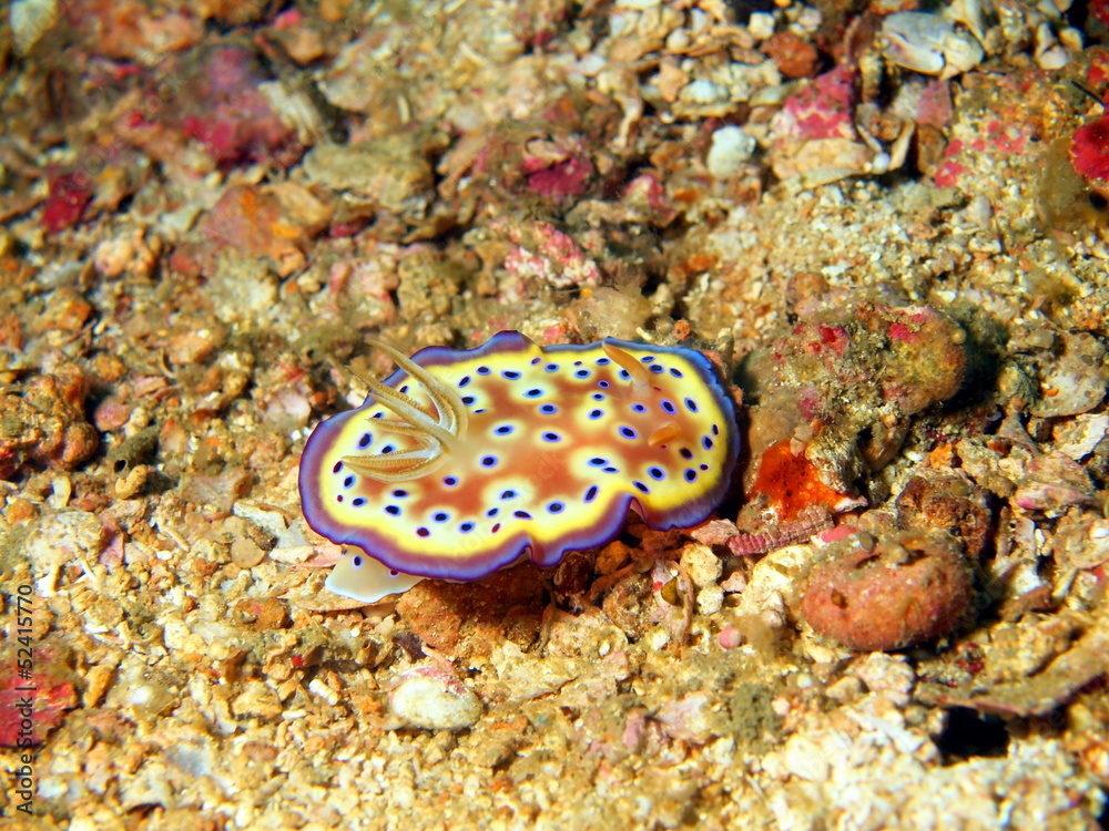 Sea slugs of the Philippine sea Sea slugs of the Philippine sea