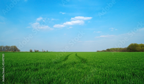 Field in a sunny day.