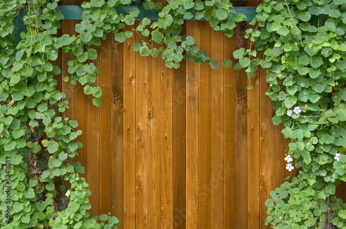 Ivy bush on wooden fence background.