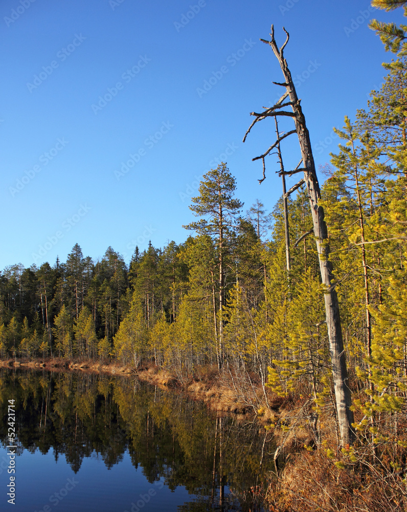 Fototapeta premium Сухое дерево на берегу озера
