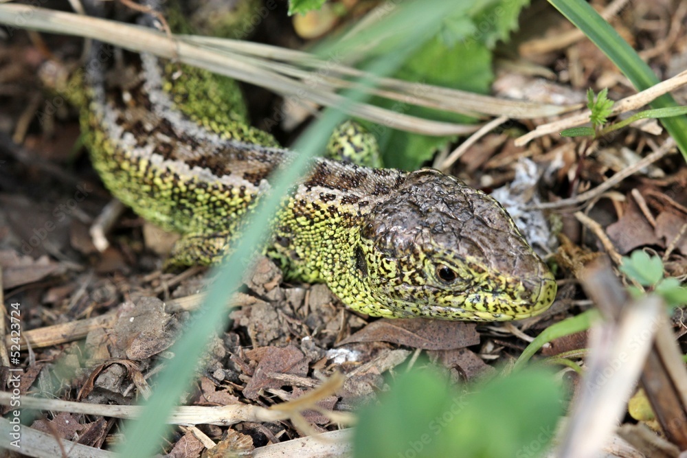 Männliche Zauneidechse im Versteck Männliche Zauneidechse im Versteck