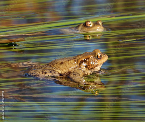 Plakat w ramie Frogs