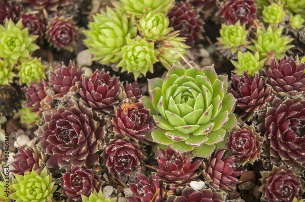 Houseleek Houseleek