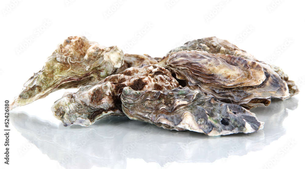 Oysters isolated on white Oysters isolated on white