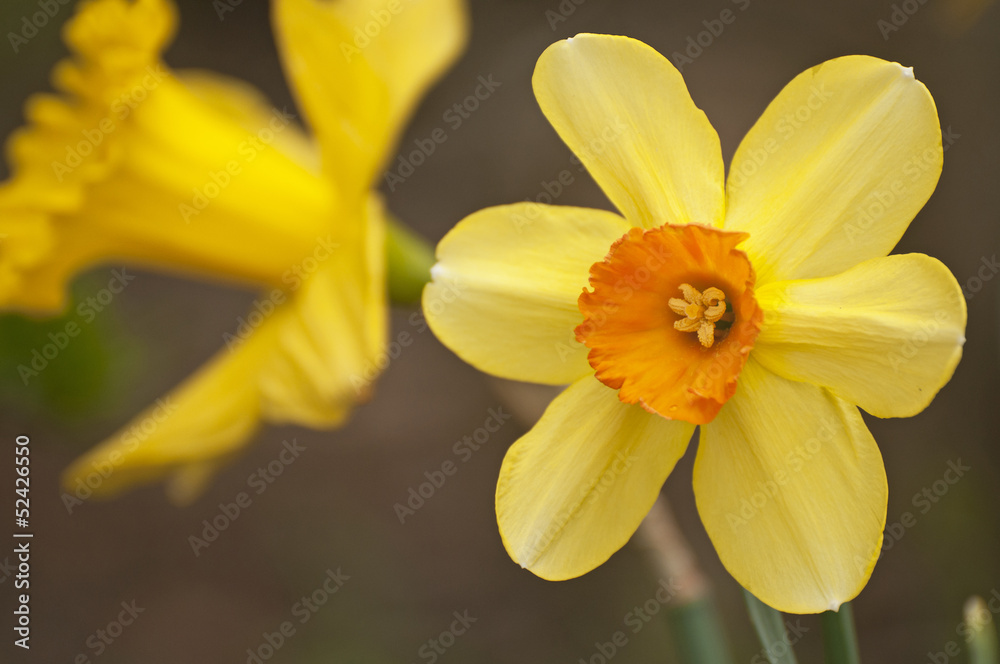 Fototapeta premium Jonquil