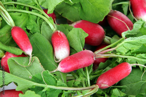 Small garden radish with leaves close up