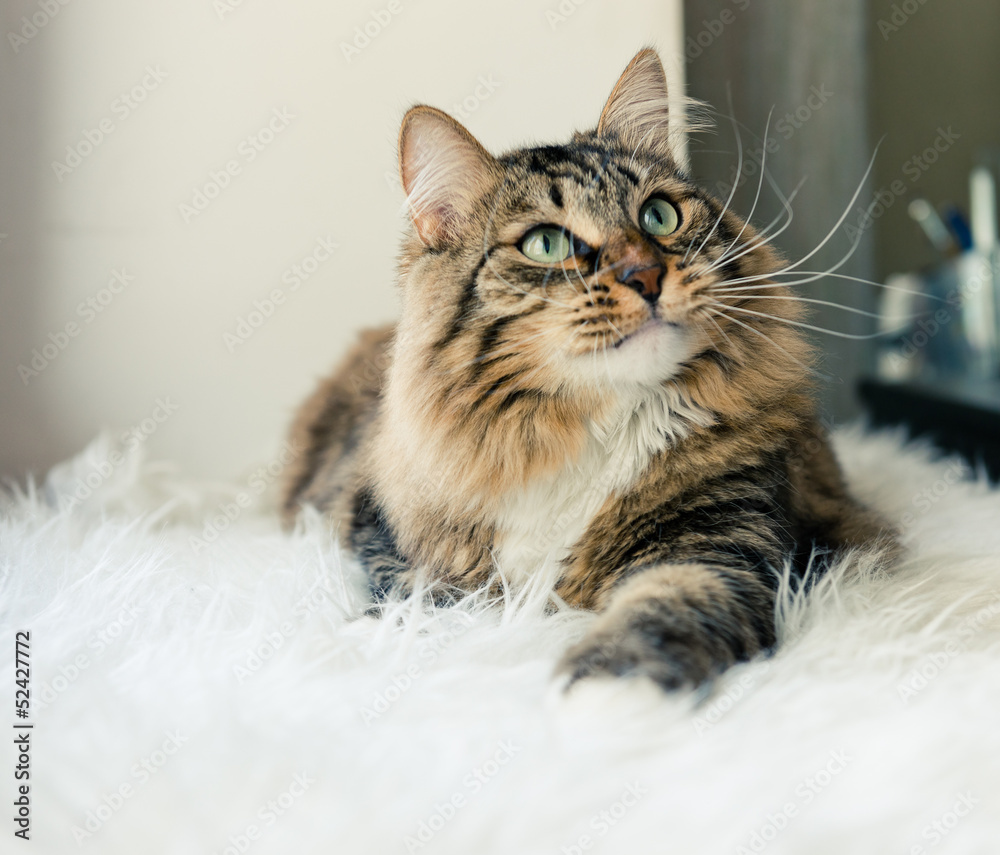  cat looking up on bed