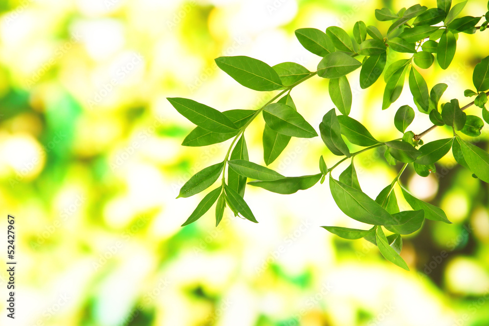 Green leaves on bright background Green leaves on bright background