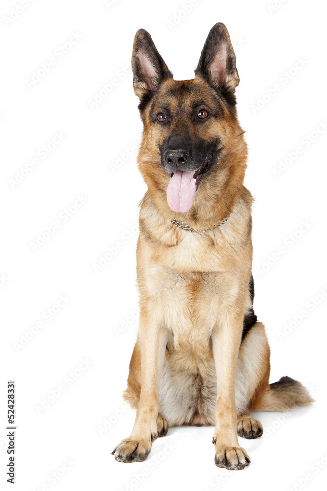 German shepherd German shepherd