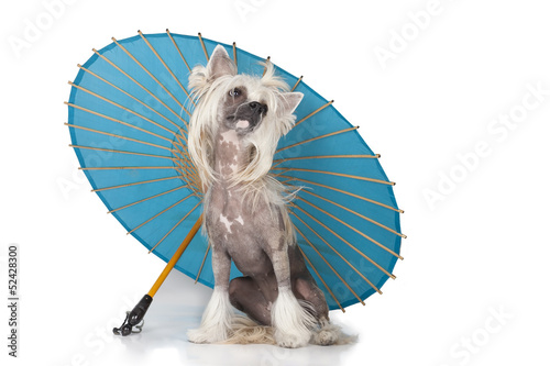 Tableau sur toile Chinese crested dog