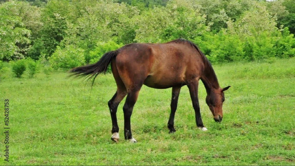 A horse and foal galloping in front of a grazing horse A horse and foal galloping in front of a grazing horse