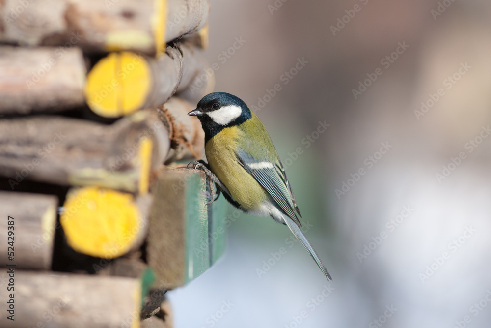 Fototapeta premium titmouse sitting on a wooden house
