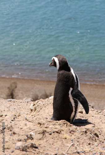 Magellanic penguin on the Patagonian coast. Argentina.