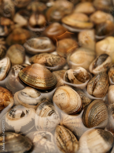 Live clams in water, close-up