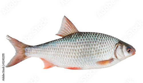 Common roach isolated on white with clipping path