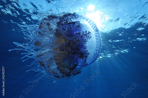 Cauliflower jellyfish, Cephea cephea, over blue ocean photo