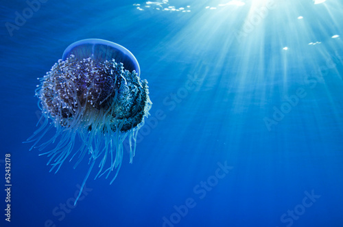 Photography Sea View with Space