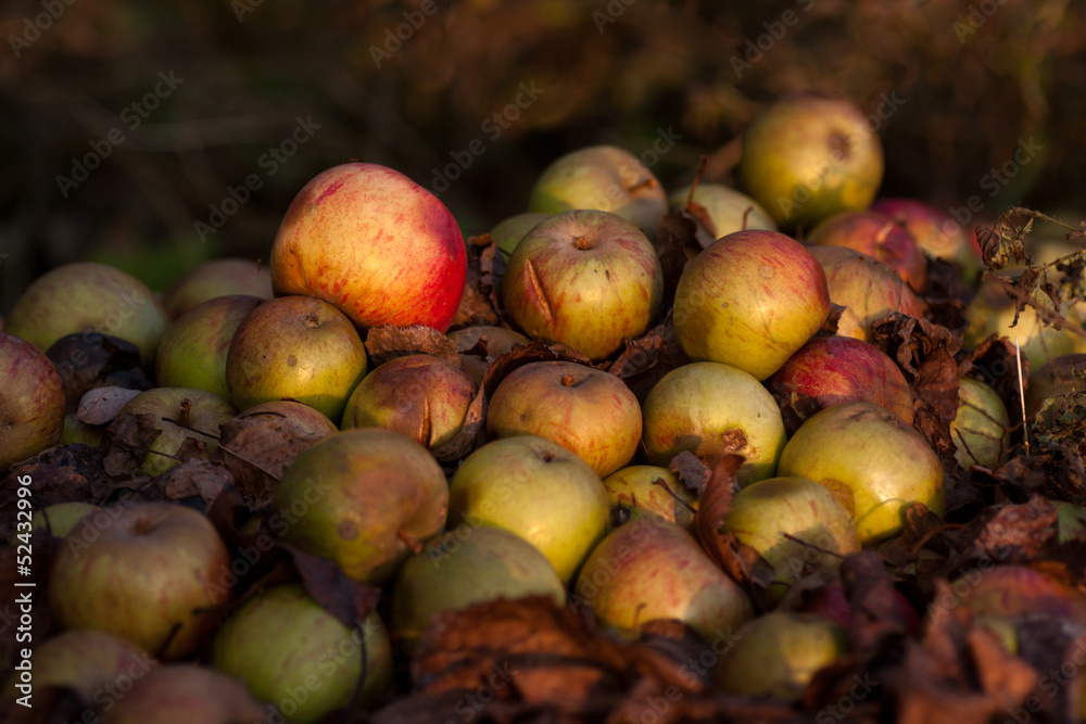 Apples on ground
