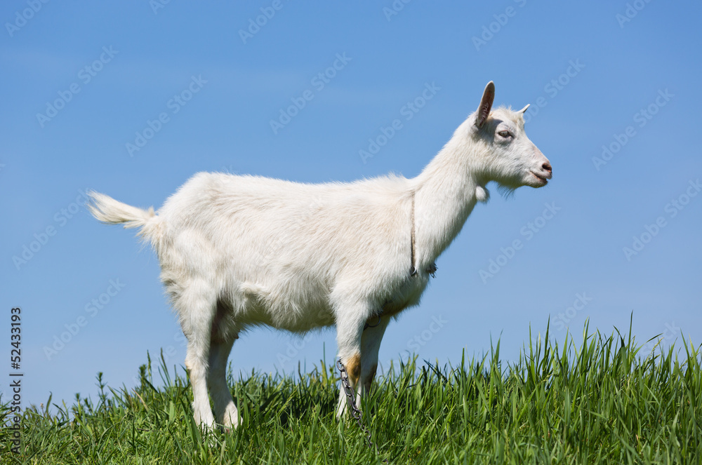Fototapeta premium goat on green meadow
