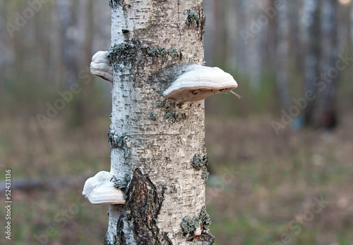 polypore mushrooms photo