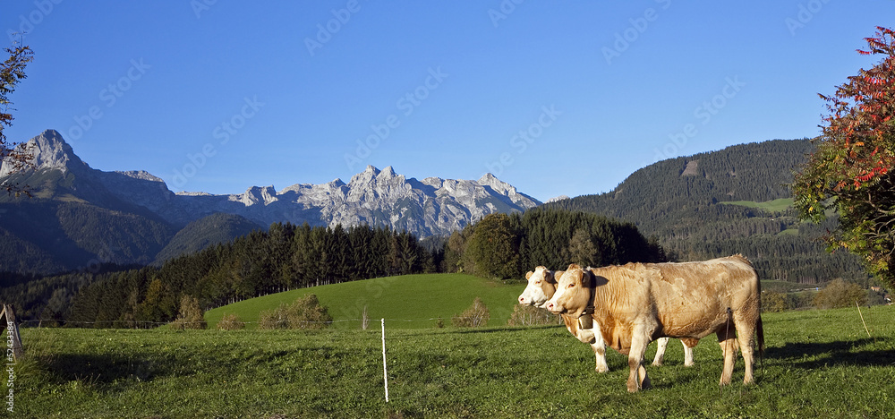 2 Kühe am Buchberg