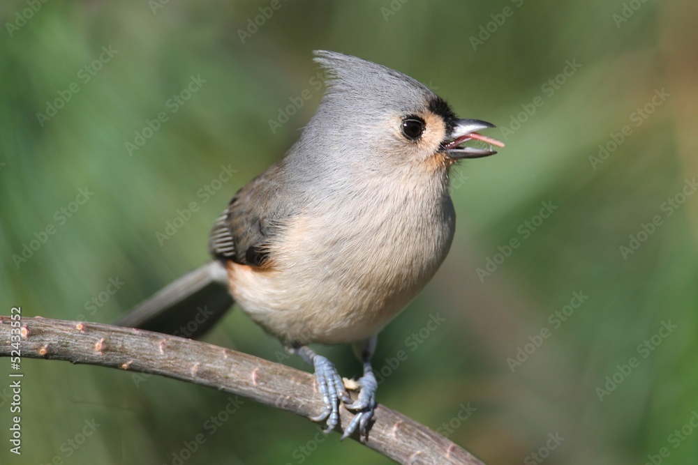 Naklejka premium Tufted Titmouse (baeolophus bicolor)
