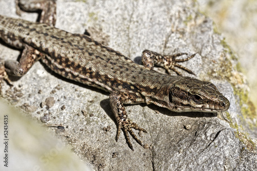 Waldeidechse  Bergeidechse  Lacerta vivipara  Zootoca vivipara