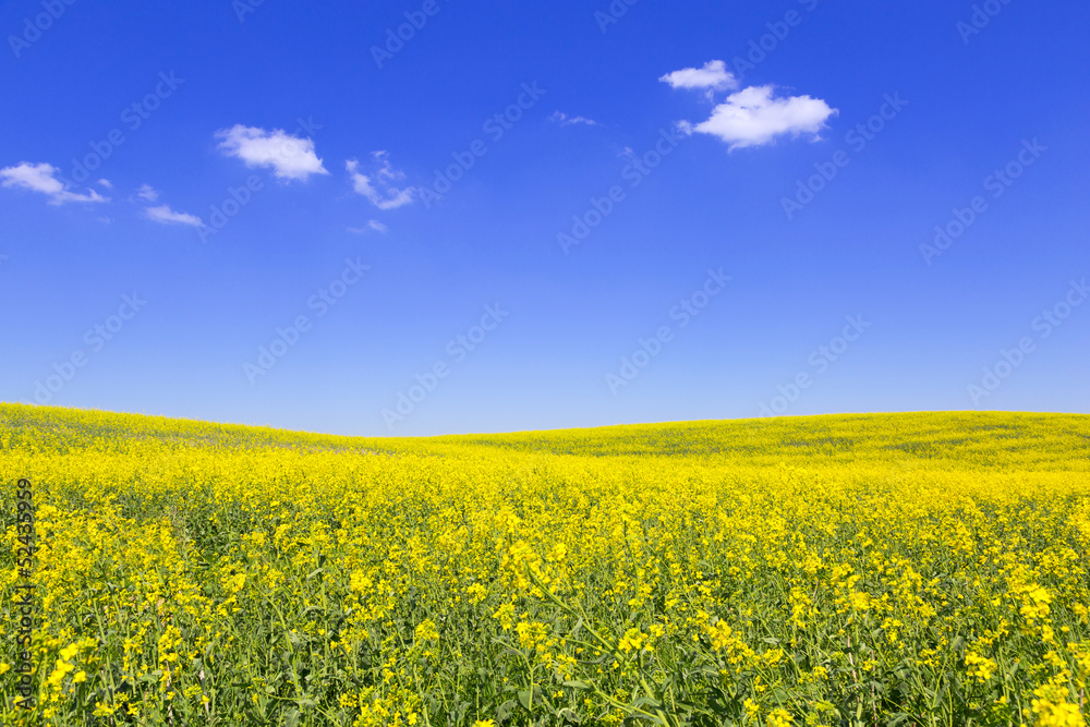 Blooming yellow field under blue sky in Poland