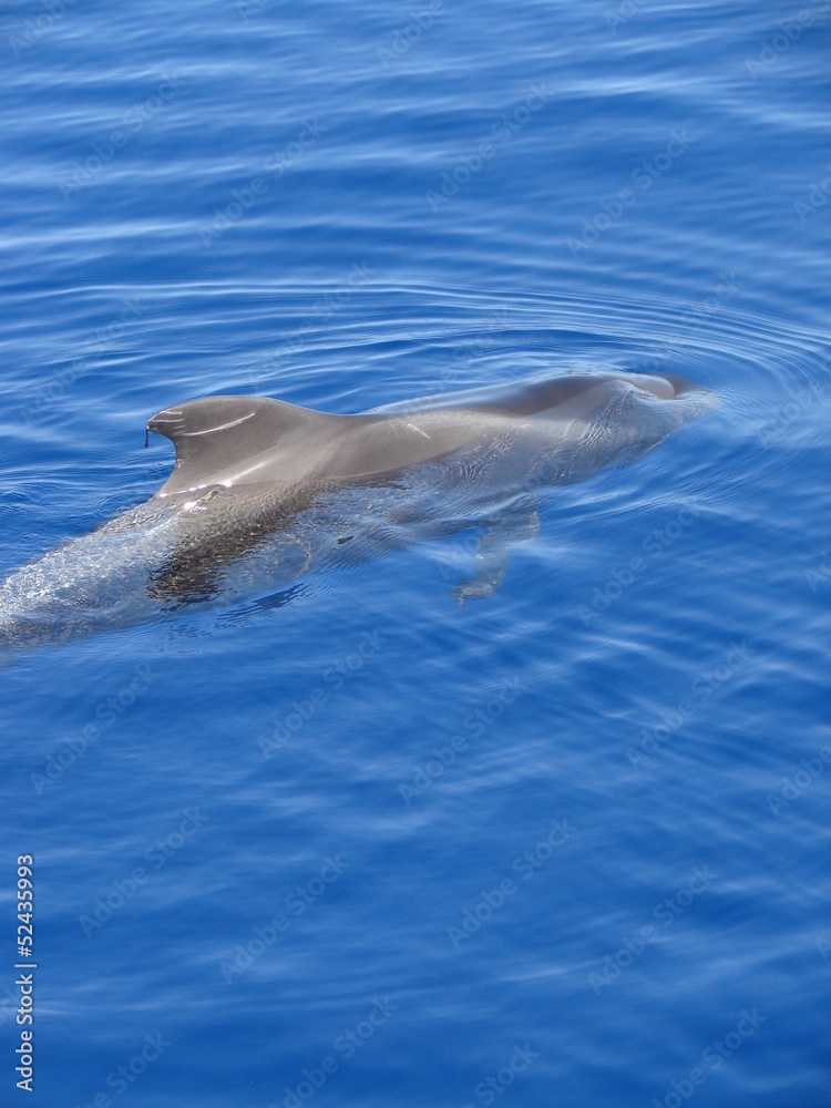 Fototapeta premium baleine tenerife