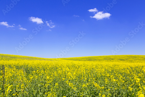 Blooming yellow field under blue sky in Poland