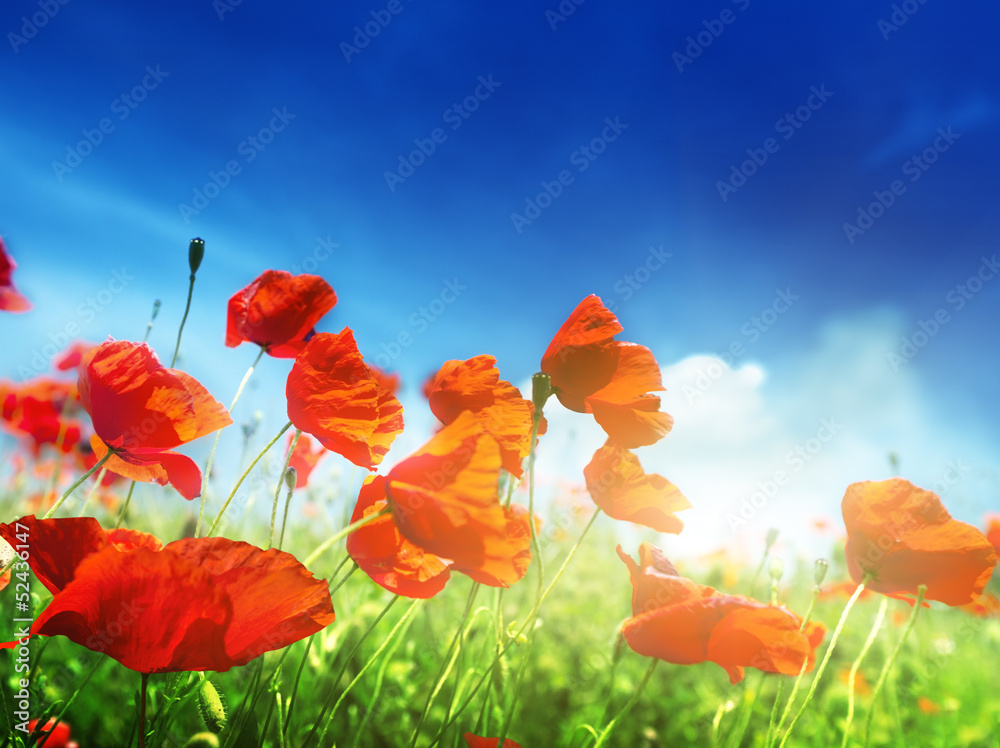 Naklejka premium poppy flowers and sunny day