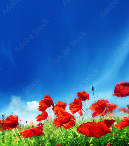 poppy flowers and sunny day