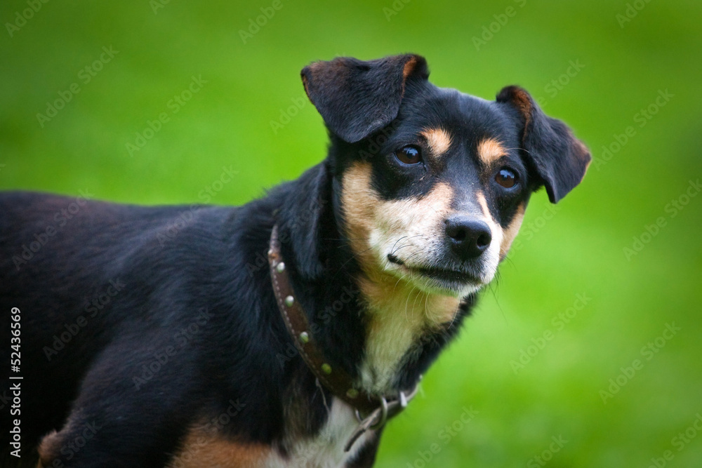 black dog black dog