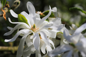 Keuken achterwand Magnolia Koninklijke stermagnolia in bloei  © marjancermelj