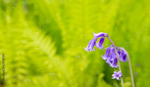 spring bluebells growing in English countryside