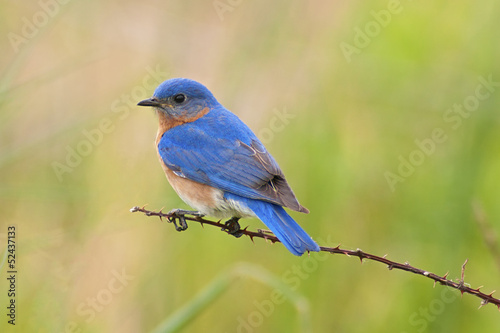 Eastern Bluebird Male © Michael Mill